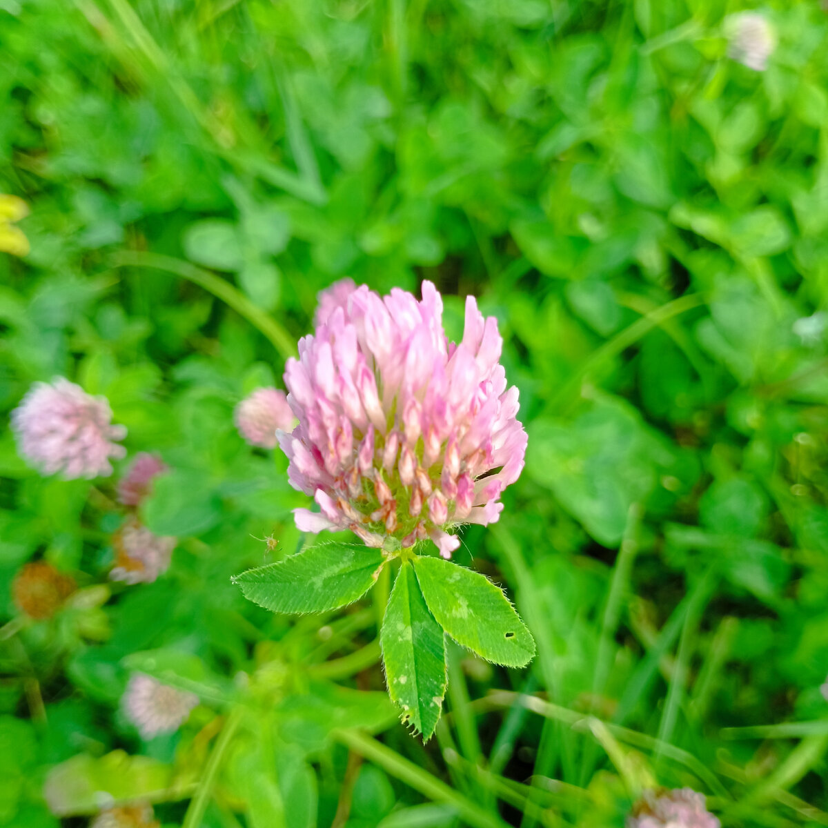 Последние луговые цветочки этого лета