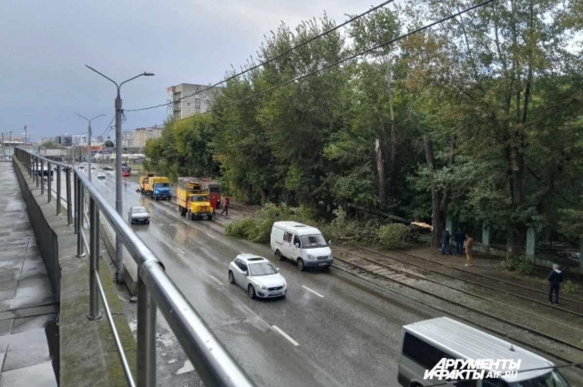    Трамваи № 5 и № 11 идут в объезд из-за рухнувшего на пути дерева в Перми