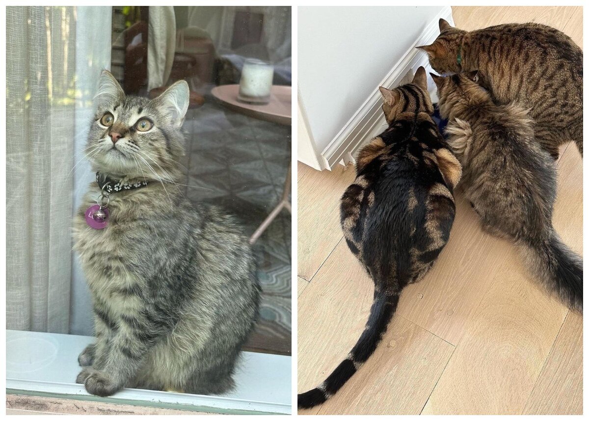 Лотус, Реми и Смайла