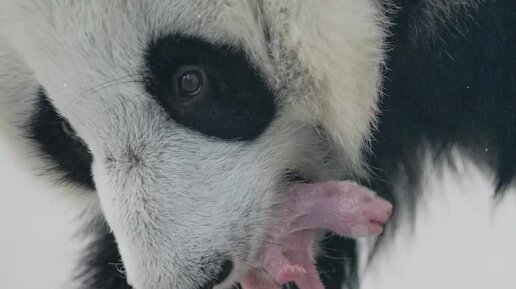 В Московском зоопарке родился первый детеныш большой панды
