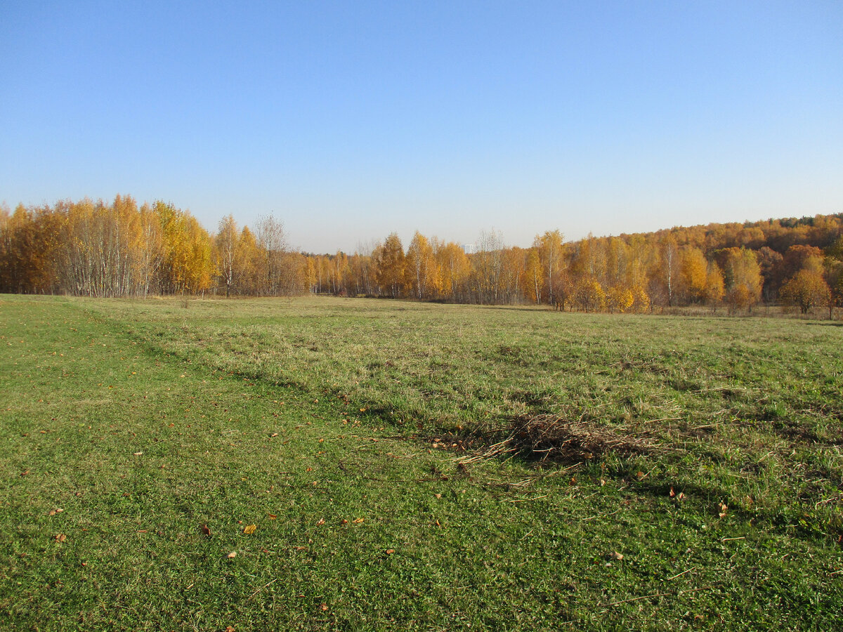 Поле на ближнем краю Ясенево, поле переходит в Битцевский лес.