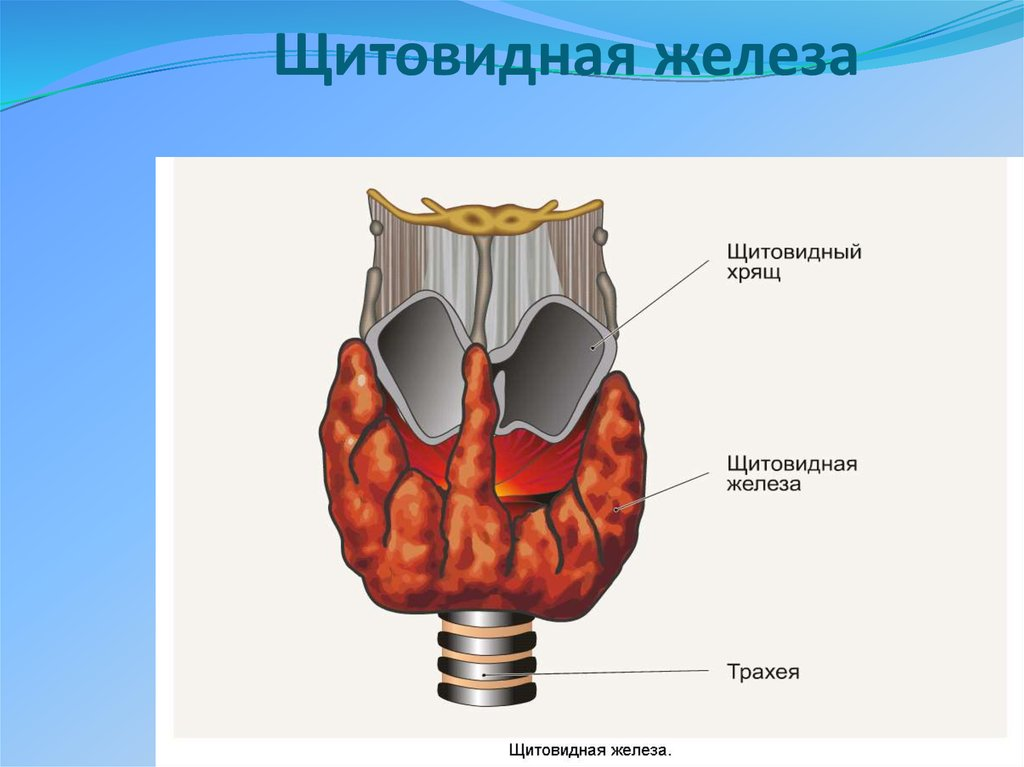 Щитовидная железа схема расположения