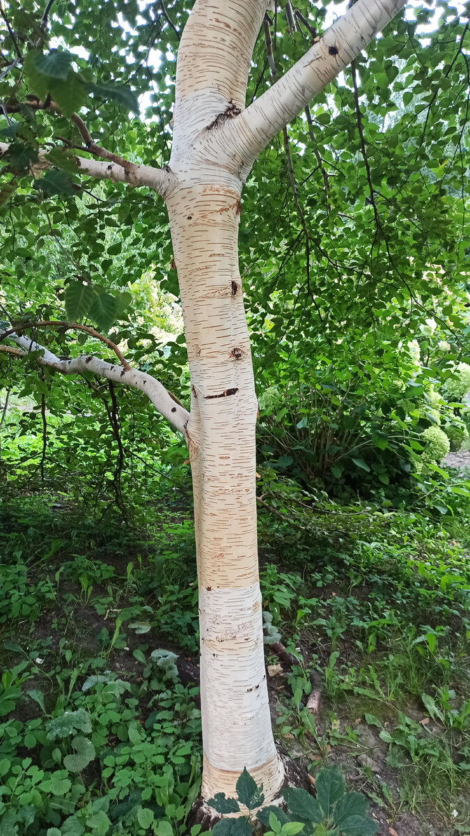 Очень необычная, никогда такой не видела