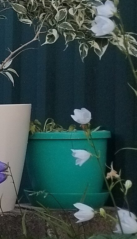 Вот они, в зеленом горшке. Даже не стала фотографировать посадку после приезда. На общее фото пеларгоний на подпорной стенке, случайно, попал горшок с засохшими листиками. Вот так выглядела моя гайлардия в начале июля. Все 8 розеток!