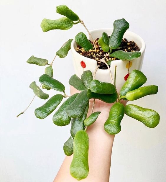hoya rotundiflora