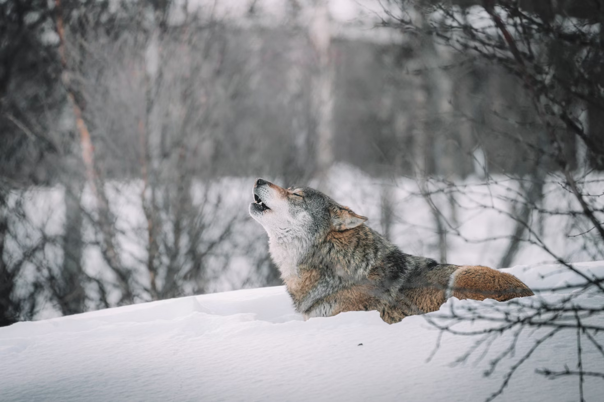 Волк насмерть загрыз пенсионерку, хищники нападают на людей в России - 24 января - ру