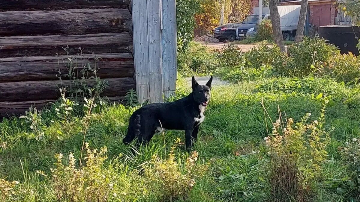     В социальных сетях жители Воткинска сообщили о бродячих собаках, которых боятся дети и взрослые.