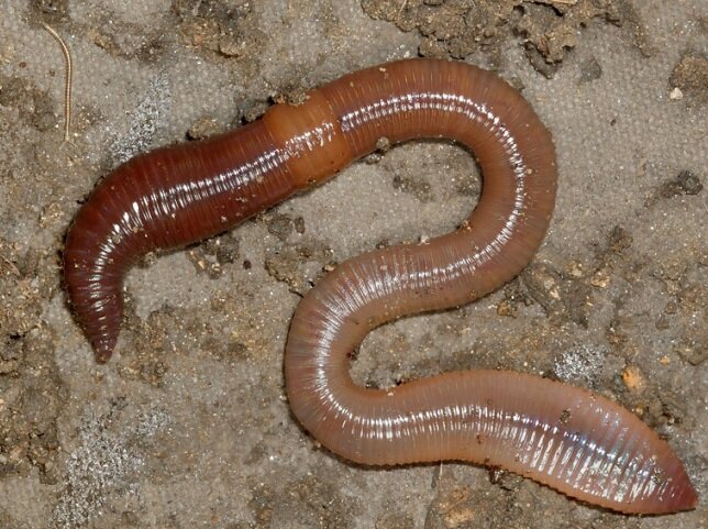 Самых больших червяков. Австралийский дождевой червь. Земляной кольчатый червь Палус. Австралийский гигантский дождевой червь.