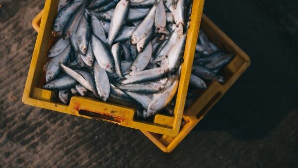 Искусственно выращенная рыба — полезный продукт или опасный?