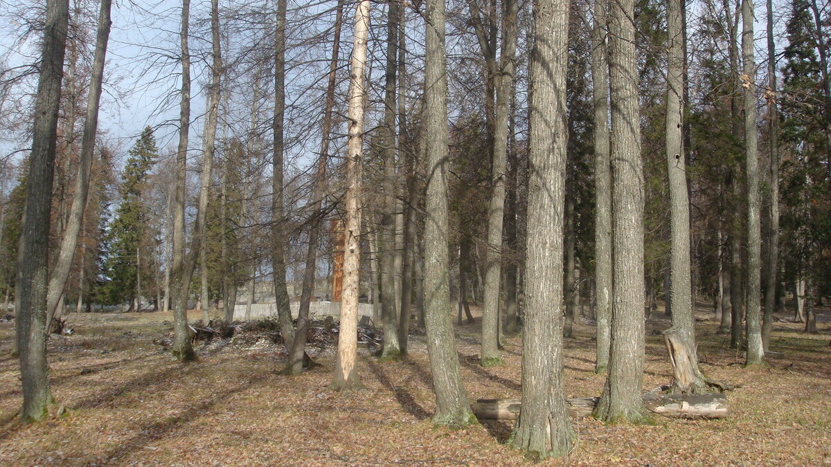 Это мы еще бутылки и пакеты собрали.