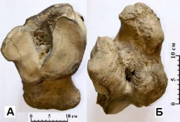 Пяточная кость Mammuthus primigenius (Blum.) раннего типа из местонахождения Четверня А – вид с вентральной стороны; Б – вид с дорсальной стороны