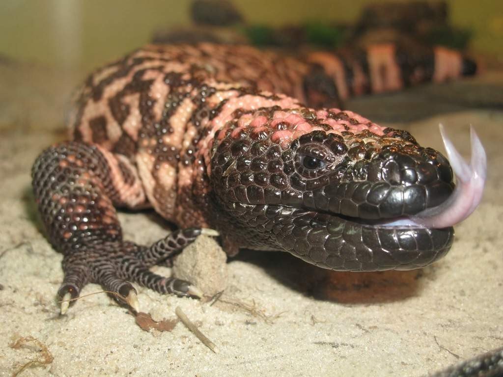 Картинки ядовитых ящериц