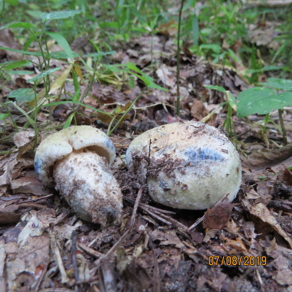 Желчный гриб - Tylopilus felleus - Грибы Уломы Железной