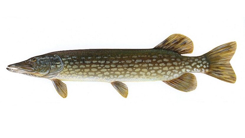 Рисунок взят с сайта https://fishergo.com.ua