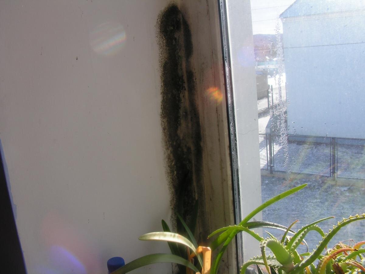 Чем обработать плесень на балконе. Грибок на балконе. Чем обработать плесень на балконе. Плесень на откосах окон. Чем обработать плесень на балконе.