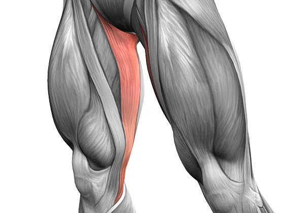 Сухожилие четырехглавой мышцы бедра