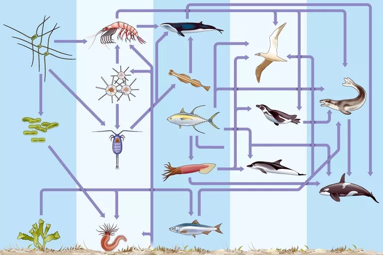 Dorling Kindersley / Getty Images