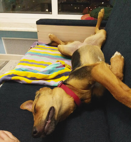 Тот самый диван. Уже спасенный чисткой)