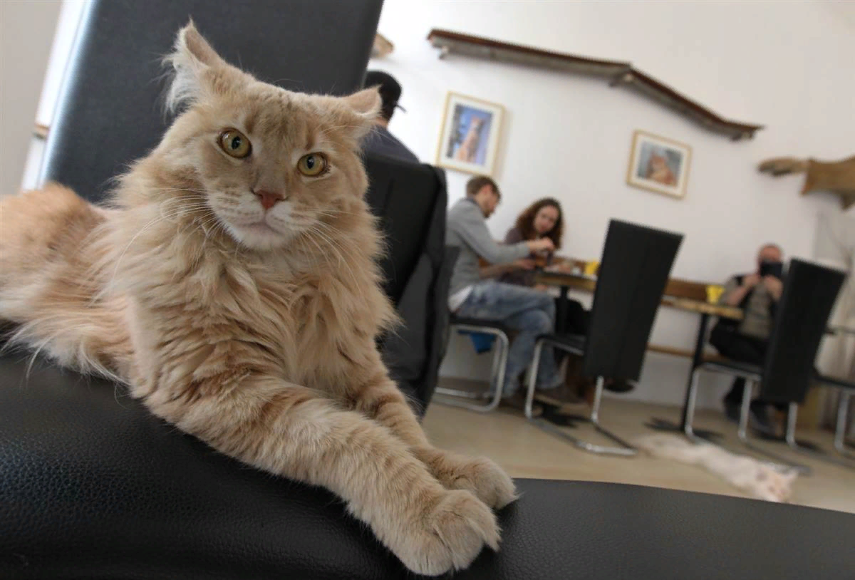 Музей «Республика кошек»