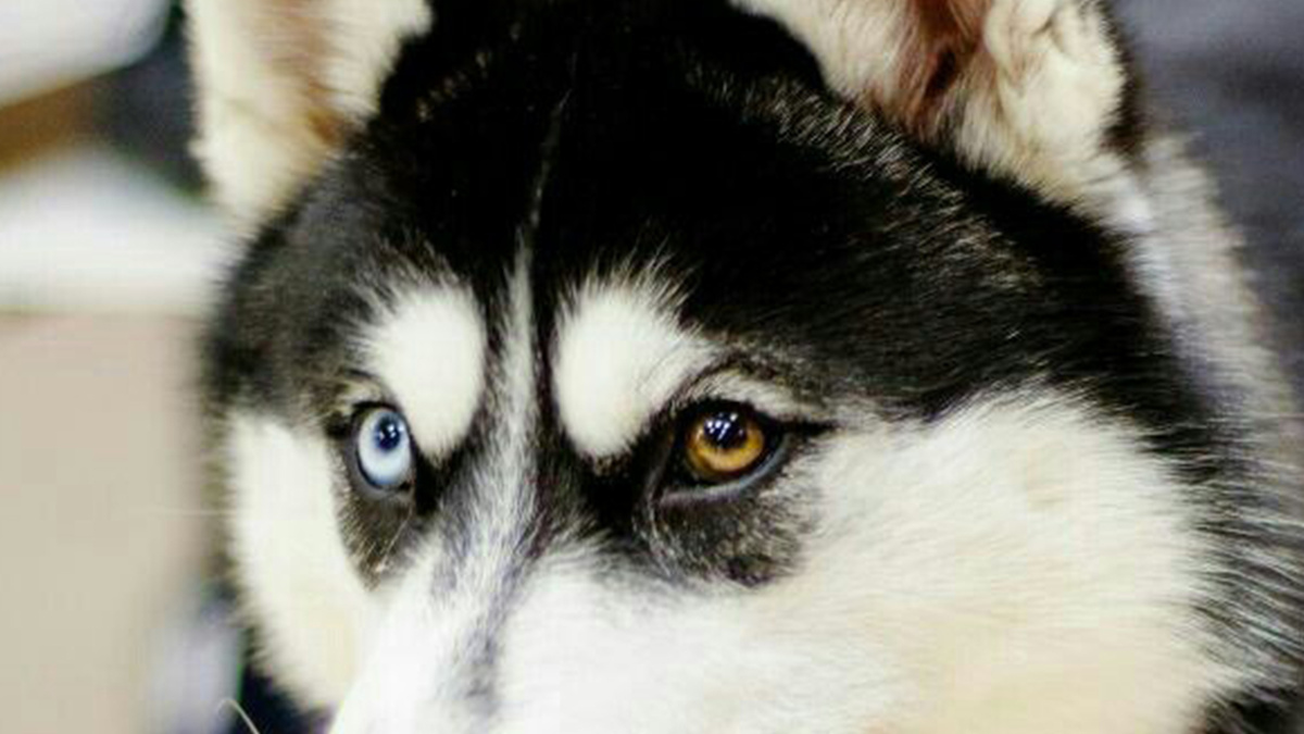 А какие глаза у вашей собаки?