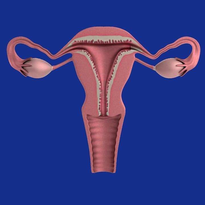 https://cdn.pixabay.com/photo/2015/12/12/11/00/uterus-1089344_960_720.jpg