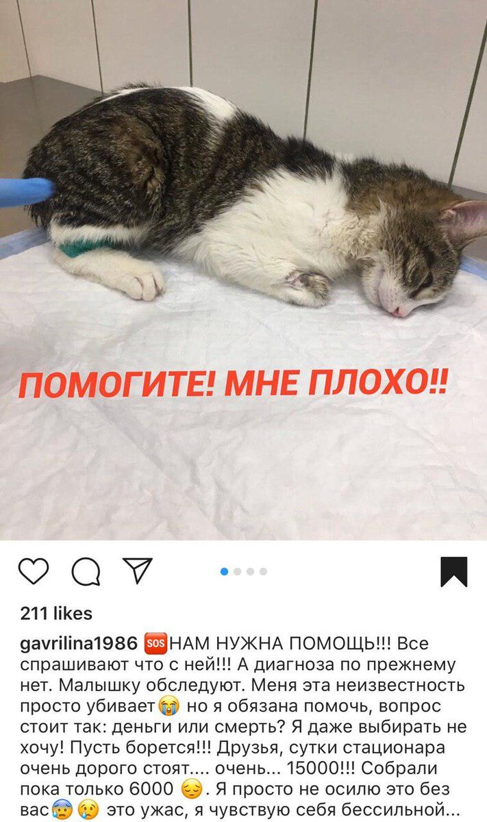 Это типичный пост любого зооволонтёра. К сожалению, помочь всем исключительно из собственного кармана просто физически не возможно. Подписчики и просто случайно зашедшие неравнодушные люди "по копеечке" собирают средства, чтобы помочь животным. Фото из открытого Instagram аккаунта - @gavrilina1986