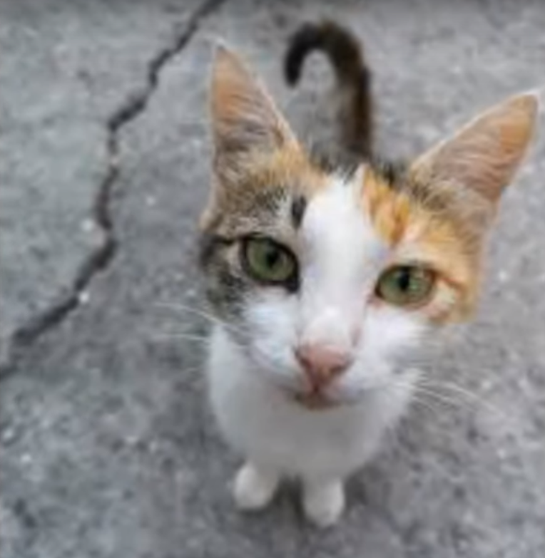 Эта кошка недавно перенесла жестокое нападение человека, если этого мужчину можно таковым. В поисках еды кошка случайно забрела в чужой двор ,мужчина живущий на участке, схватил кошку за хвост и ударил её об асфальт. У кошки были котята ,возможно в этот дом она забрела, чтобы найти пропитания. Кошка вела себя тихо, наглостью не отличалась, после того как мужчина ударил ее об асфальт он выбросил её в мусорный бак.