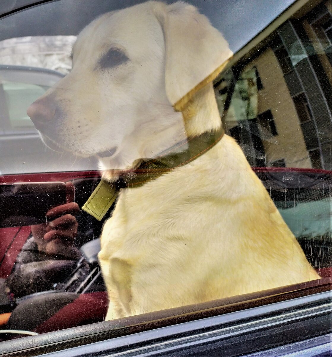 Это конечно не Печалька. Просто очаровательная собака в машине. Фото из личного архива.