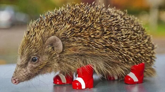 Просто ёжик в сапожках.  Источник фото: https://klopik.com/