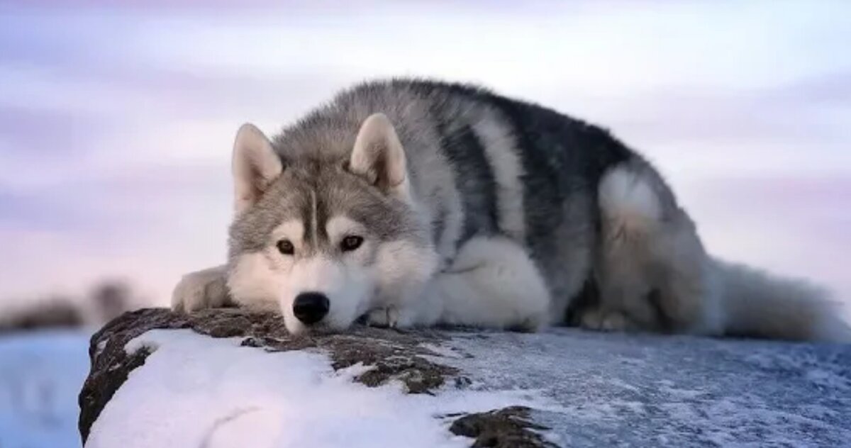 Фото из открытого доступа.