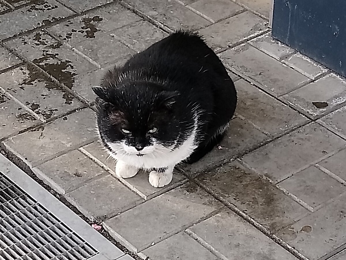 Когда идешь в зоомагазин.