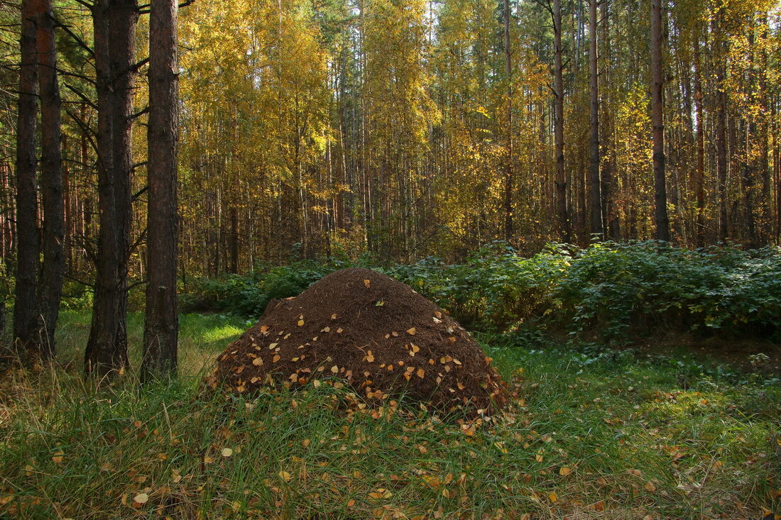 Лес с муравейником картинки