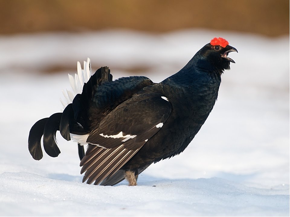 Тетерев-косач. Тетерев сибирский. Тетерев птичка зимующая. Тетерев в тайге. Глухарь и глухарка.