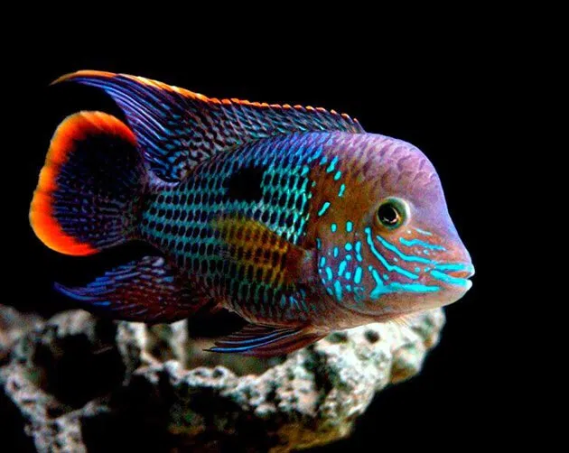 Фото: Акара