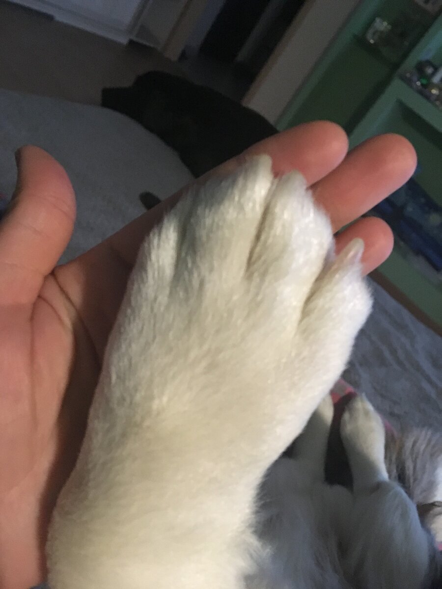 За время передержки собака и человек становятся друзьями