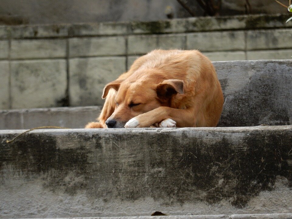 Фото: pixabay.com
