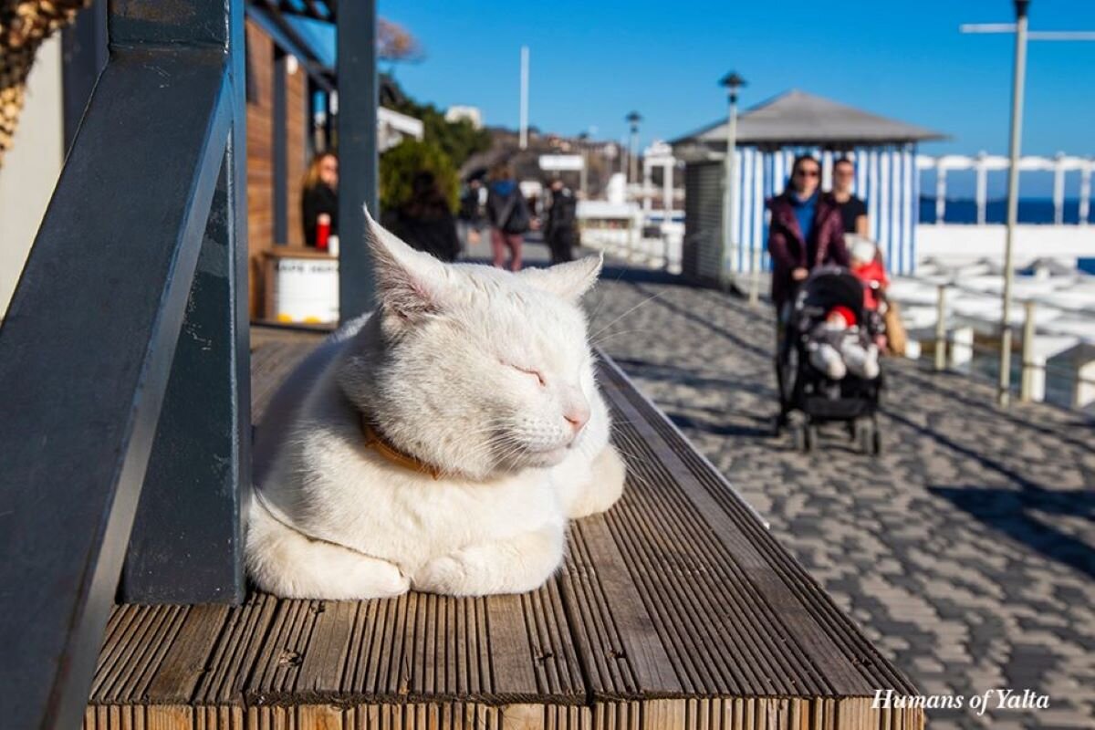 Кот на набережной Ялты / Фото: Андрей Бурдейный 