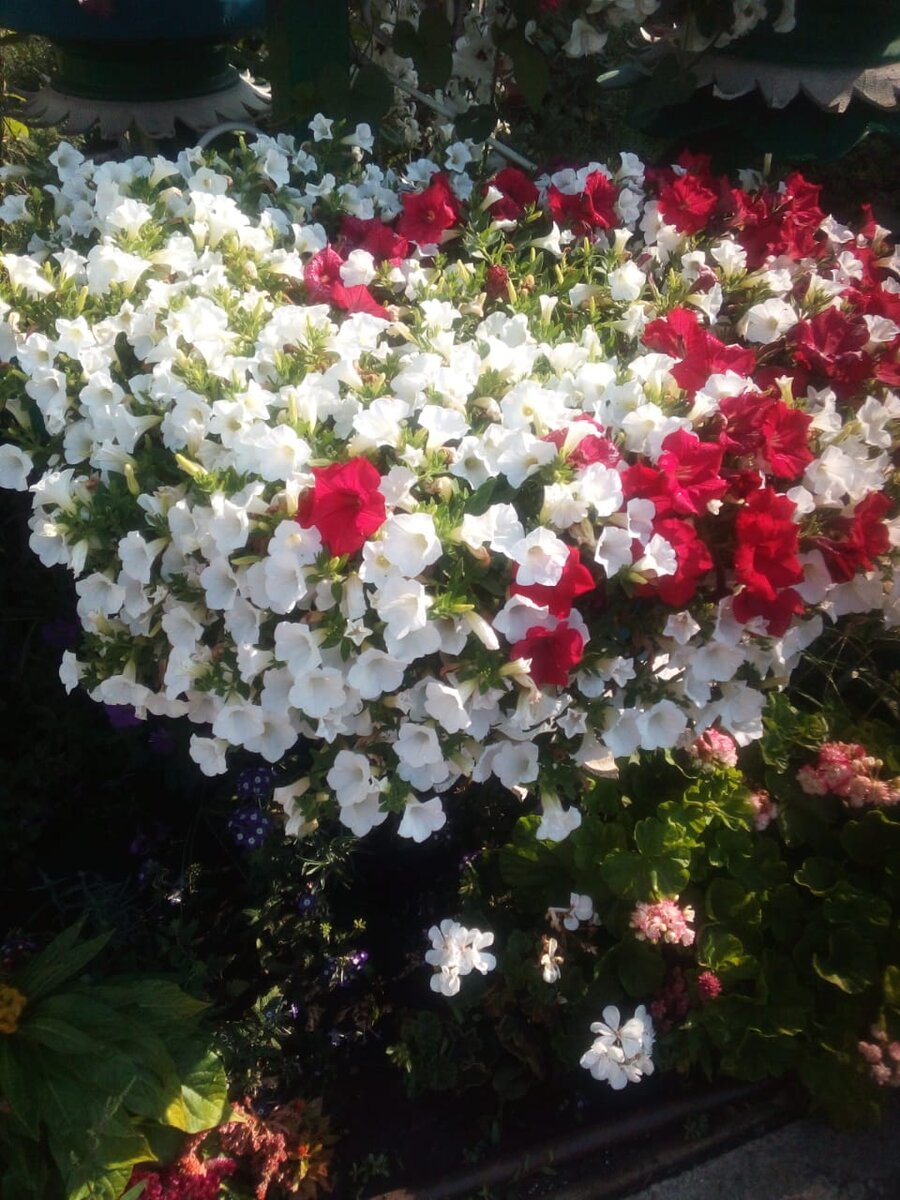 Сурфинии Table white и Table red в одном вазоне (из личного архива)