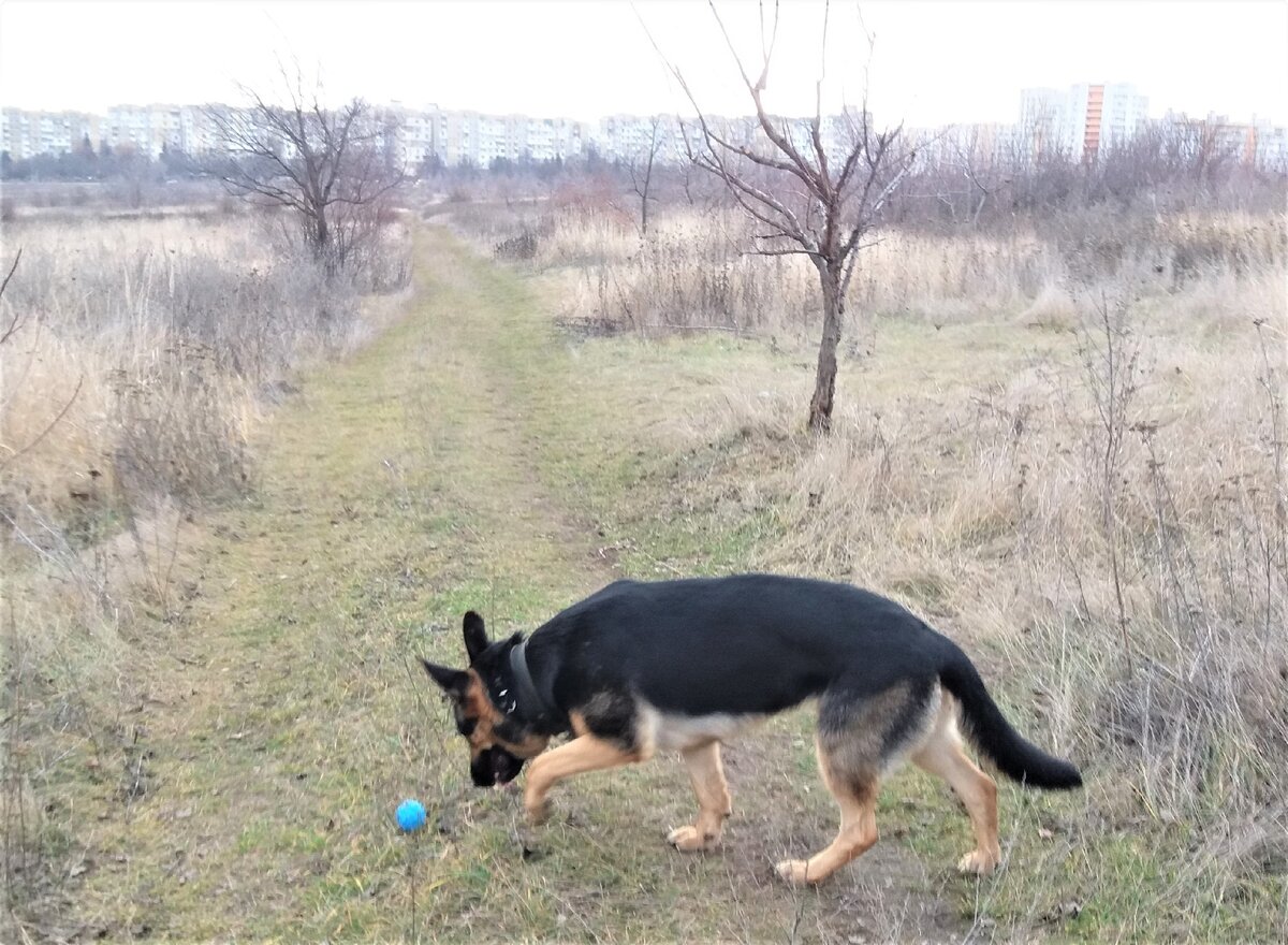 Вот на этой дорожке. Перед домами - шоссе