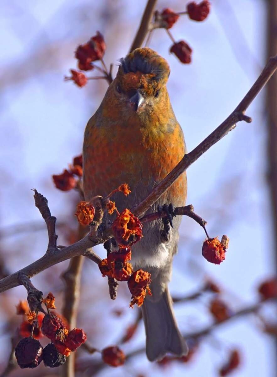 Элинор Пейт/"Шушенский бор"