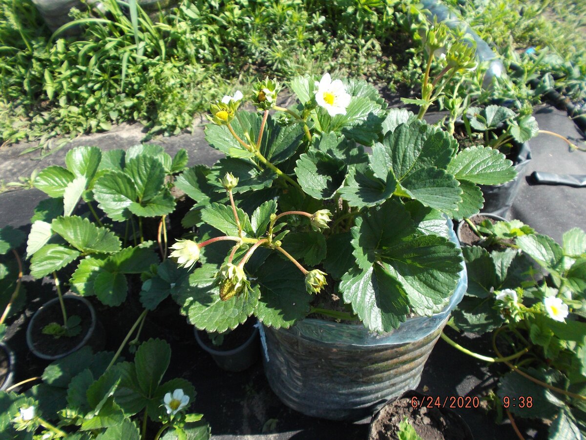 Клубника Крапо 10 прекрасно себя  чувствует в пластиковой бутылке