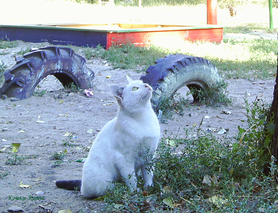 Коты-охотники. Их интересуют не только мыши. Фоторассказ. 