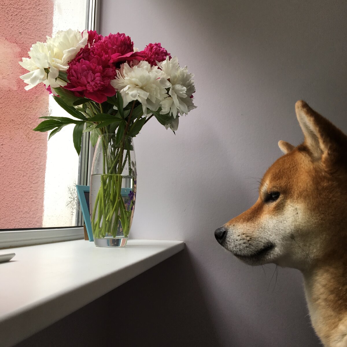 любимый пёсик 