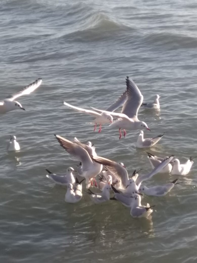 фото автора. ведем себя как чайки в чатах