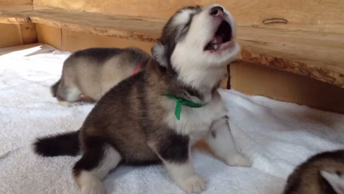 Изображение взято с сайта planetapl.life