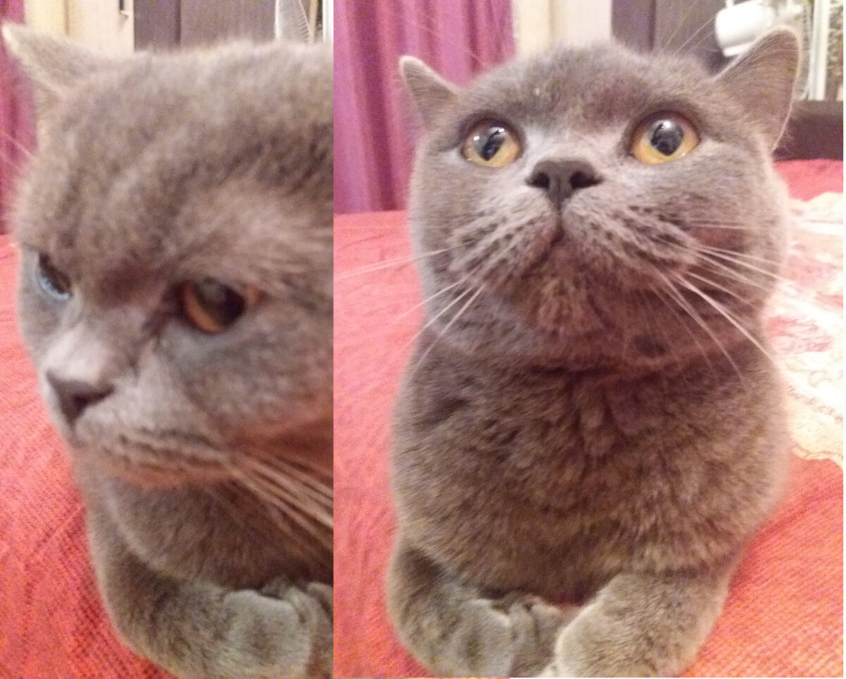 Кошка Алиса. Собственное фото.