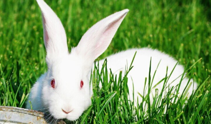 Иллюстрация взята из интернета