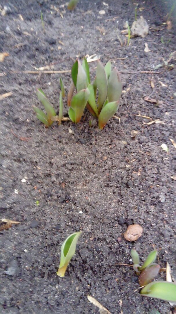 Тюльпаны  25 .02.2020