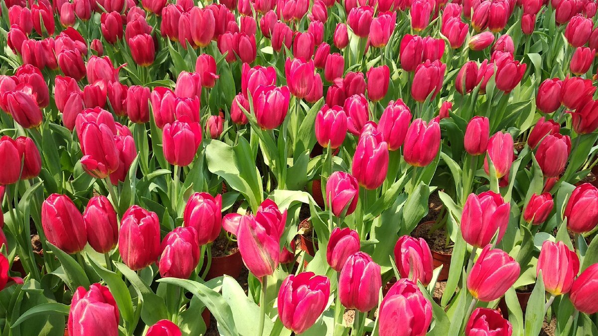 Примерно такие тюльпаны мы получаем в подарок на 8 марта.