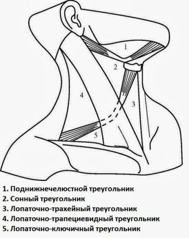 Стенки поднижнечелюстного треугольника